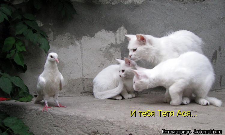 И тебя Тетя Ася...... Котоматрица: И тебя Тетя Ася...