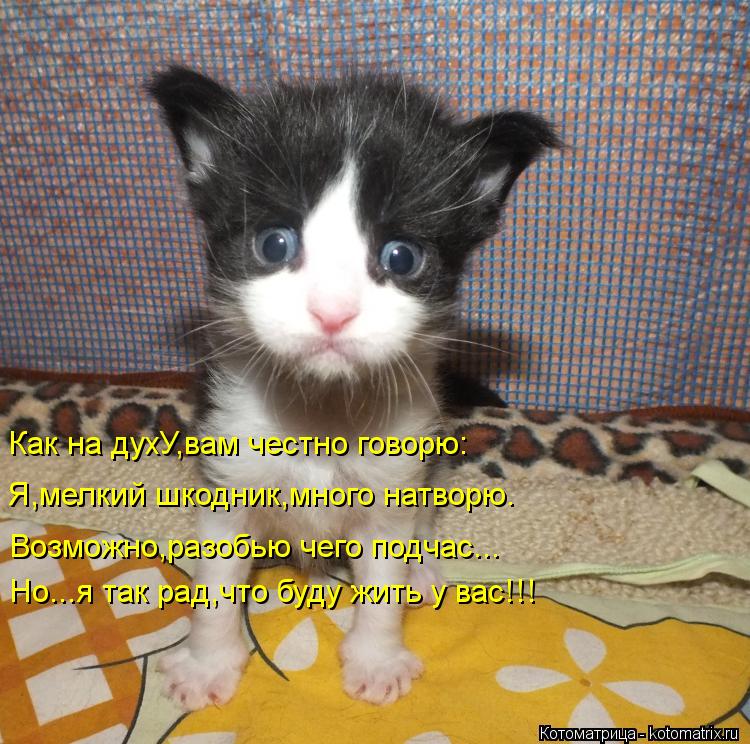 Котоматрица: Как на духУ,вам честно говорю: Я,мелкий шкодник,много натворю. Возможно,разобью чего подчас... Но...я так рад,что буду жить у вас!!!