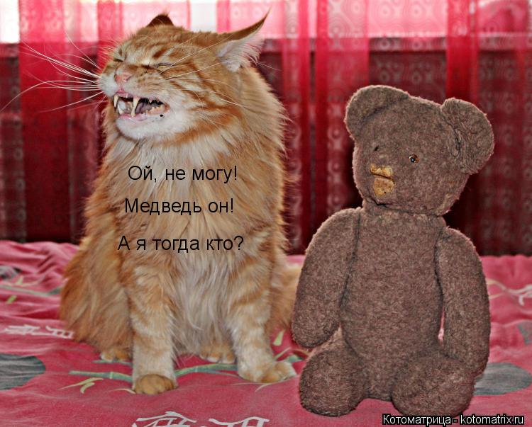 Ой, не могу! Медведь он! А я тогда кто?... Котоматрица: Ой, не могу! Медведь он! А я тогда кто?