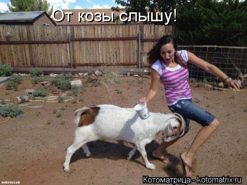 От козы слышу!... Котоматрица: От козы слышу!