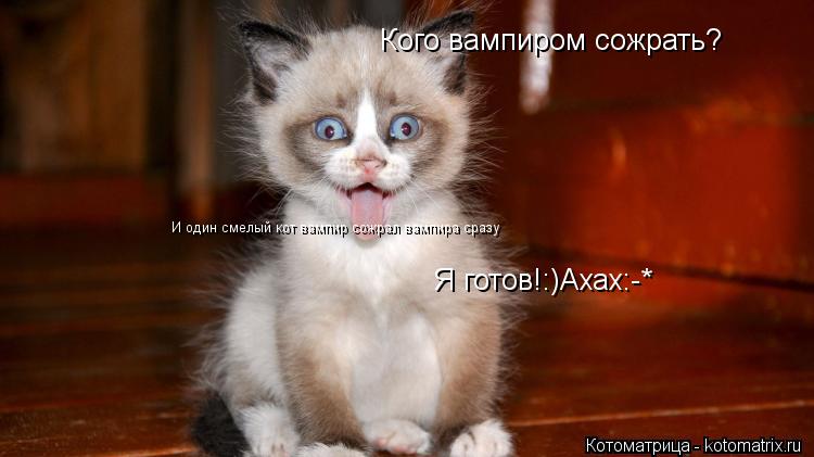 Кого вампиром сожрать? Я готов!:)Ахах:-* И один смелый кот вампир сожрал вампира сразу... Котоматрица: Кого вампиром сожрать? Я готов!:)Ахах:-* И один смелый кот вампир сожрал вампира сразу