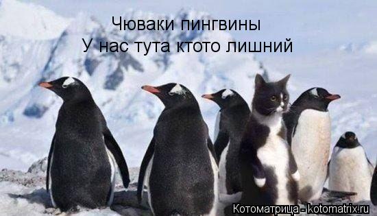 Чюваки пингвины У нас тута ктото лишний... Котоматрица: Чюваки пингвины У нас тута ктото лишний