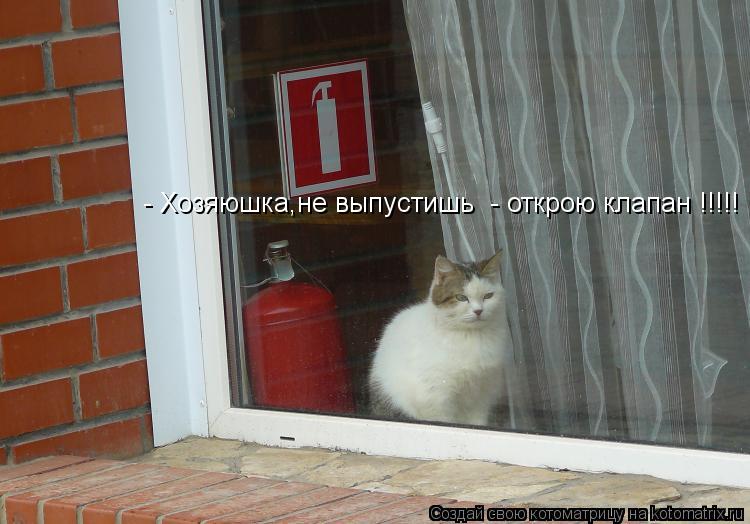 - Хозяюшка,не выпустишь - открою клапан !!!!!... Котоматрица: - Хозяюшка,не выпустишь - открою клапан !!!!!