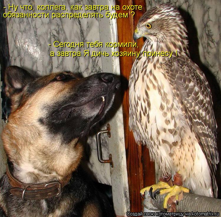 - Ну что, коллега, как завтра на охоте обязанности распределять будем ? - Сегодня тебя кормили, а зав... Котоматрица: - Ну что, коллега, как завтра на охоте обязанности распределять будем ? - Сегодня тебя кормили, а завтра Я дичь хозяину принесу !