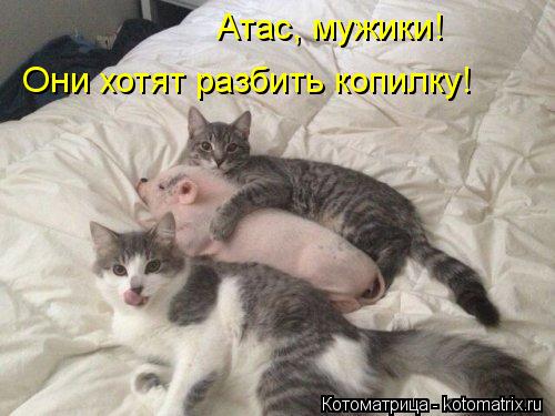 Атас, мужики! Они хотят разбить копилку!... Котоматрица: Атас, мужики! Они хотят разбить копилку!