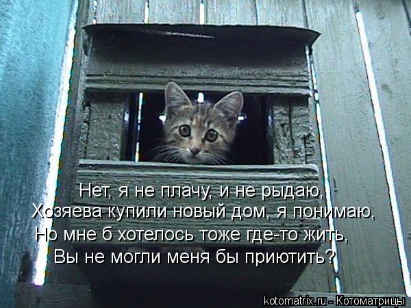 Нет, я не плачу, и не рыдаю, Хозяева купили новый дом, я понимаю, Но мне б хотелось тоже где-то жить,... Котоматрица: Нет, я не плачу, и не рыдаю, Хозяева купили новый дом, я понимаю, Но мне б хотелось тоже где-то жить, Вы не могли меня бы приютить?