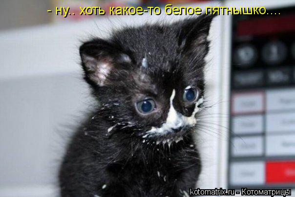 - ну.. хоть какое-то белое пятнышко....... Котоматрица: - ну.. хоть какое-то белое пятнышко....