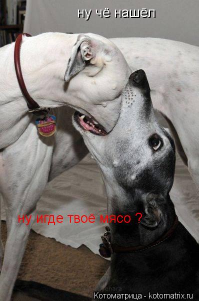 ну чё нашёл ну игде твоё мясо ?... Котоматрица: ну чё нашёл ну игде твоё мясо ?