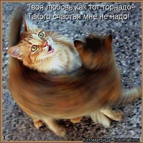 Твоя любовь,как тот торнадо- Такого счастья мне не надо!... Котоматрица: Твоя любовь,как тот торнадо- Такого счастья мне не надо!