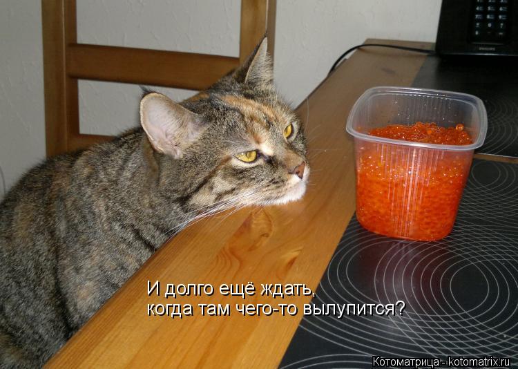 И долго ещё ждать, когда там чего-то вылупится?... Котоматрица: И долго ещё ждать, когда там чего-то вылупится?