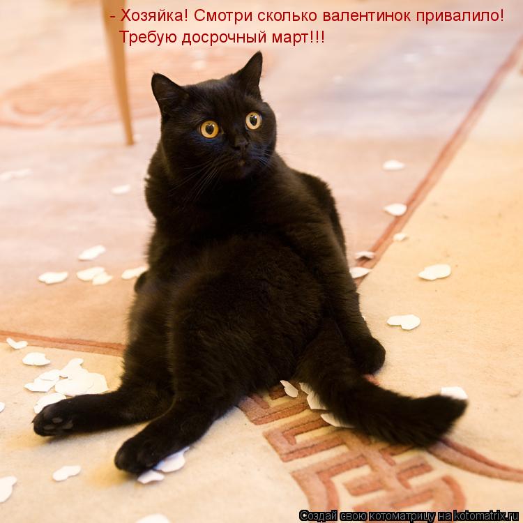 - Хозяйка! Смотри сколько валентинок привалило! Требую досрочный март!!!... Котоматрица: - Хозяйка! Смотри сколько валентинок привалило! Требую досрочный март!!!