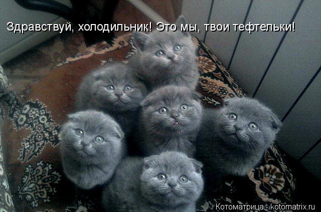 Здравствуй, холодильник! Это мы, твои тефтельки!... Котоматрица: Здравствуй, холодильник! Это мы, твои тефтельки!