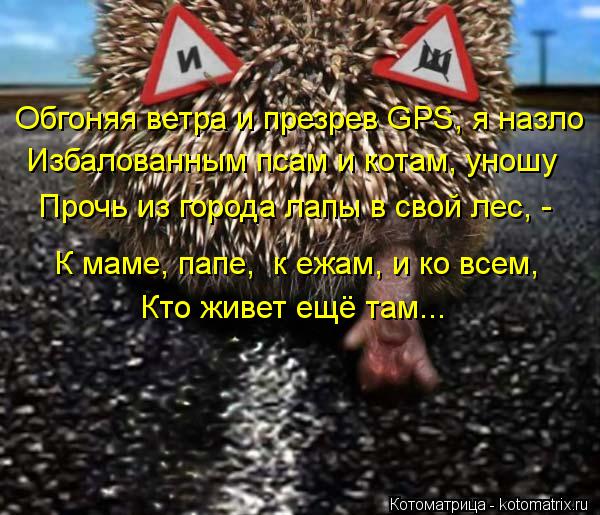Обгоняя ветра и презрев GPS, я назло Прочь из города лапы в свой лес, - К маме, папе, к ежам, и ко в... Котоматрица: Обгоняя ветра и презрев GPS, я назло Прочь из города лапы в свой лес, - К маме, папе, к ежам, и ко всем, Кто живет ещё там... Избалованным псам и ко