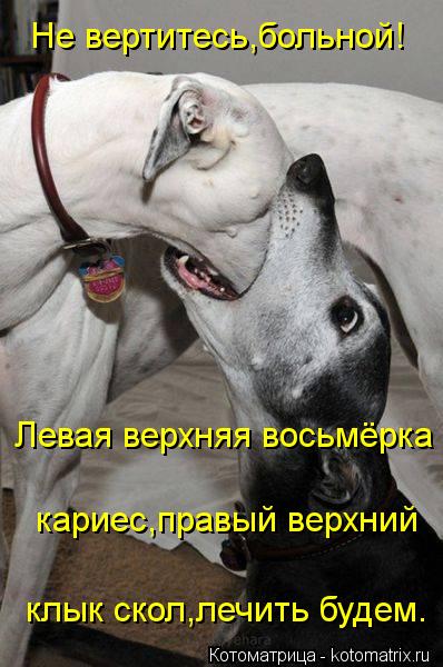 Не вертитесь,больной! Левая верхняя восьмёрка кариес,правый верхний клык скол,лечить будем.... Котоматрица: Не вертитесь,больной! Левая верхняя восьмёрка кариес,правый верхний клык скол,лечить будем.