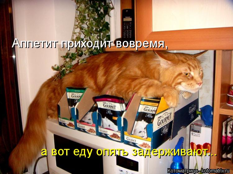 Аппетит приходит вовремя, а вот еду опять задерживают...... Котоматрица: Аппетит приходит вовремя, а вот еду опять задерживают...