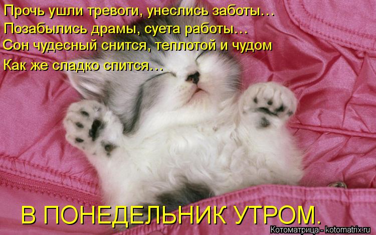 Котоматрица: Прочь ушли тревоги, унеслись заботы… Позабылись драмы, суета работы… Сон чудесный снится, теплотой и чудом Как же сладко спится…   В ПОНЕД