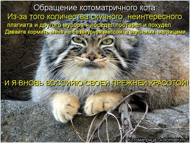 Обращение котоматричного кота: Из-за того количества скучного, неинтересного плагиата и другого мусор... Котоматрица: Обращение котоматричного кота: Из-за того количества скучного, неинтересного плагиата и другого мусора я поседел,постарел и похудел. И Я В