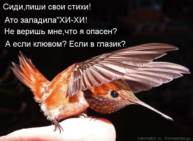 Котоматрица: Сиди,пиши свои стихи! Ато заладила"ХИ-ХИ! Не веришь мне,что я опасен? А если клювом? Если в глазик?