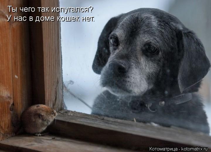 Ты чего так испугался? У нас в доме кошек нет.... Котоматрица: Ты чего так испугался? У нас в доме кошек нет.