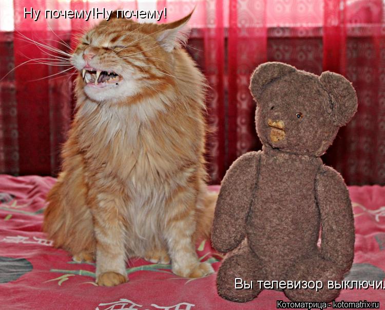 Котоматрица: Ну почему!Ну почему! Вы телевизор выключили?