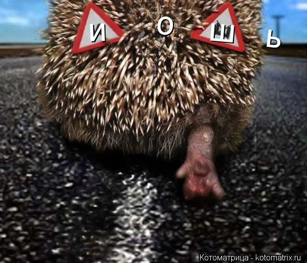 Котоматрица: о          ь и           ш