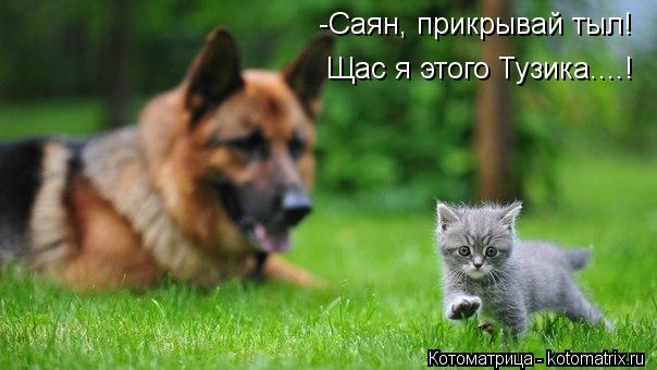 -Саян, прикрывай тыл! Щас я этого Тузика....!... Котоматрица: -Саян, прикрывай тыл! Щас я этого Тузика....!