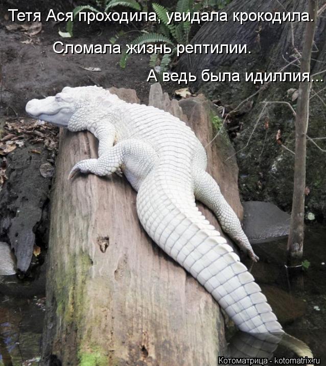 Тетя Ася проходила, увидала крокодила. А ведь была идиллия... Сломала жизнь рептилии.... Котоматрица: Тетя Ася проходила, увидала крокодила. А ведь была идиллия... Сломала жизнь рептилии.