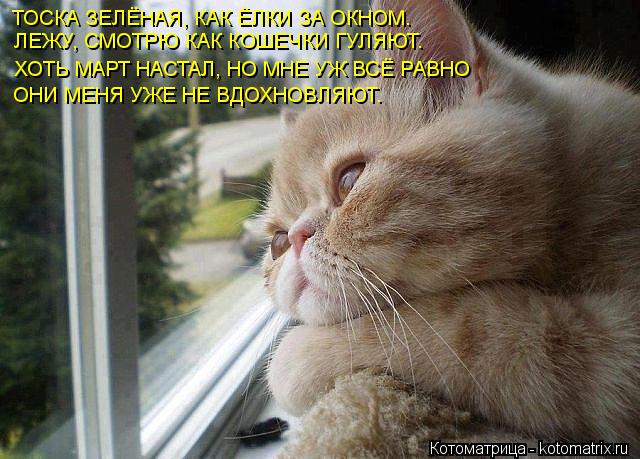 ТОСКА ЗЕЛЁНАЯ, КАК ЁЛКИ ЗА ОКНОМ. ЛЕЖУ, СМОТРЮ КАК КОШЕЧКИ ГУЛЯЮТ. ХОТЬ МАРТ НАСТАЛ, НО МНЕ УЖ ВСЁ РА... Котоматрица: ТОСКА ЗЕЛЁНАЯ, КАК ЁЛКИ ЗА ОКНОМ. ЛЕЖУ, СМОТРЮ КАК КОШЕЧКИ ГУЛЯЮТ. ХОТЬ МАРТ НАСТАЛ, НО МНЕ УЖ ВСЁ РАВНО ОНИ МЕНЯ УЖЕ НЕ ВДОХНОВЛЯЮТ.