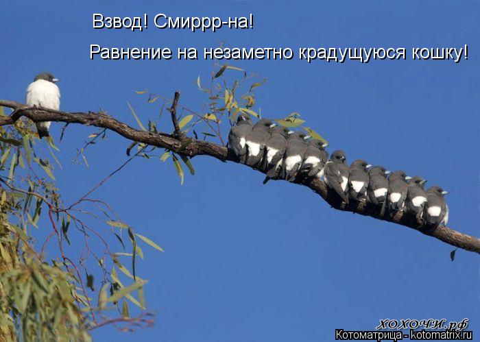 Равнение на незаметно крадущуюся кошку! Взвод! Смиррр-на!... Котоматрица: Равнение на незаметно крадущуюся кошку! Взвод! Смиррр-на!