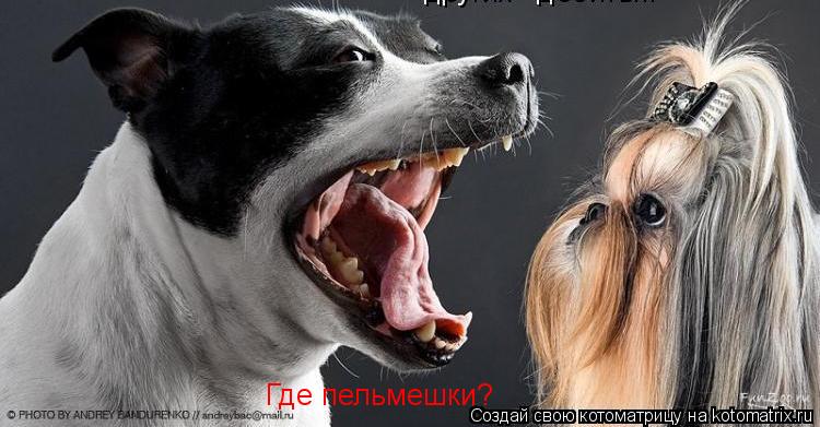 Где пельмешки?... Котоматрица: Где пельмешки?