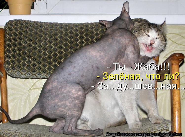 - Ты - Жаба!!! - Зелёная, что ли? - За...ду...шев...ная...... Котоматрица: - Ты - Жаба!!! - Зелёная, что ли? - За...ду...шев...ная...