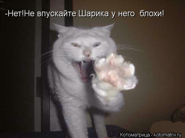 -Нет!Не впускайте Шарика у него блохи!... Котоматрица: -Нет!Не впускайте Шарика у него блохи!