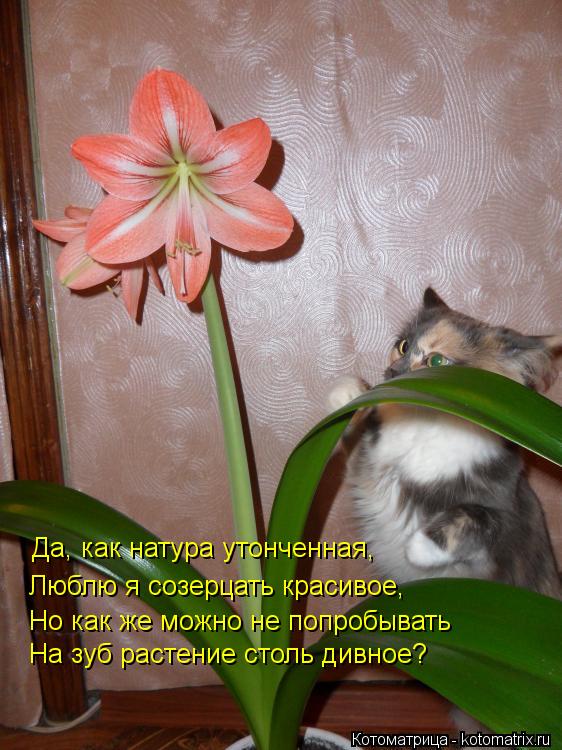 Котоматрица: Да, как натура утонченная, Люблю я созерцать красивое, Но как же можно не попробывать На зуб растение столь дивное?