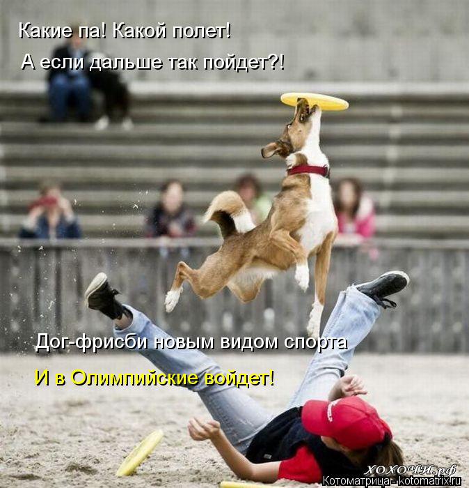 Котоматрица: Какие па! Какой полет!  А если дальше так пойдет?! Дог-фрисби новым видом спорта И в Олимпийские войдет!