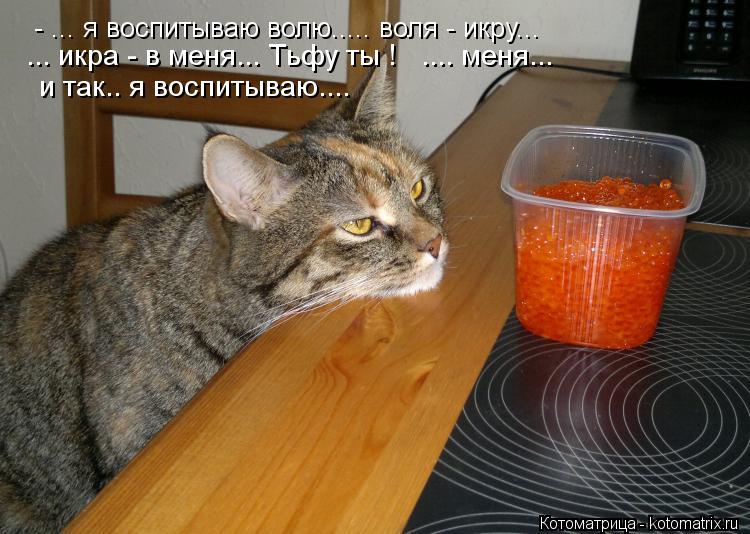 - ... я воспитываю волю..... воля - икру... ... икра - в меня... Тьфу ты ! .... меня... и так.. я ... Котоматрица: - ... я воспитываю волю..... воля - икру... ... икра - в меня... Тьфу ты ! .... меня... и так.. я воспитываю....