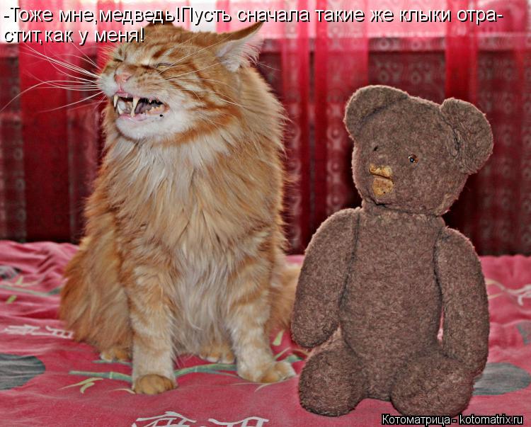 Котоматрица: -Тоже мне,медведь!Пусть сначала такие же клыки отра- стит,как у меня!