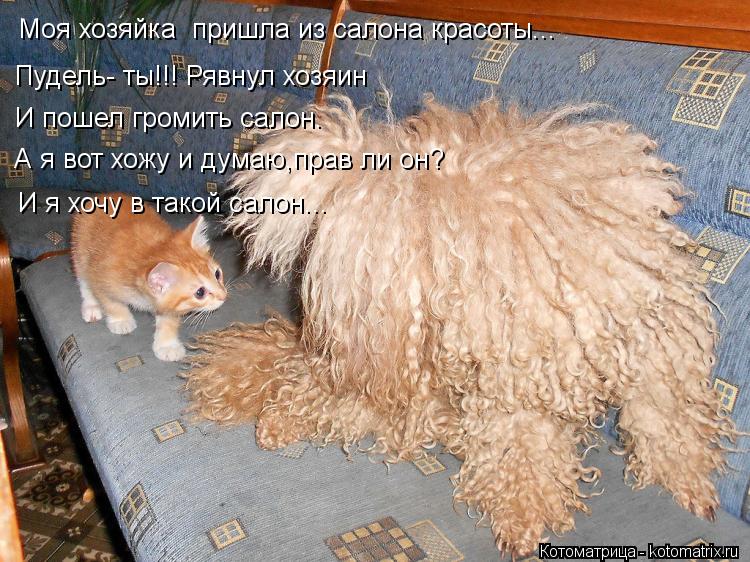 Моя хозяйка пришла из салона красоты... Пудель- ты!!! Рявнул хозяин И пошел громить салон. А я вот ... Котоматрица: Моя хозяйка пришла из салона красоты... Пудель- ты!!! Рявнул хозяин И пошел громить салон. А я вот хожу и думаю,прав ли он? И я хочу в такой сало