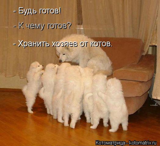 - Будь готов! - К чему готов? - Хранить хозяев от котов.... Котоматрица: - Будь готов! - К чему готов? - Хранить хозяев от котов.