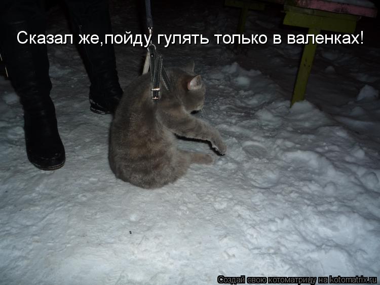 Сказал же,пойду гулять только в валенках!... Котоматрица: Сказал же,пойду гулять только в валенках!