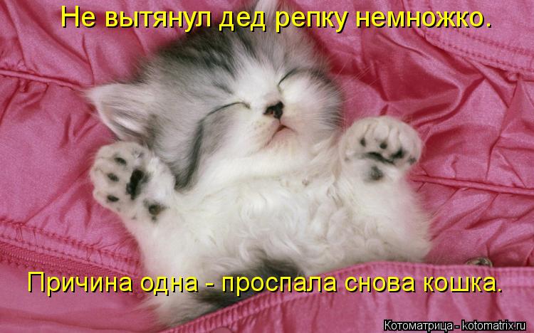 Не вытянул дед репку немножко. Причина одна - проспала снова кошка.... Котоматрица: Не вытянул дед репку немножко. Причина одна - проспала снова кошка.
