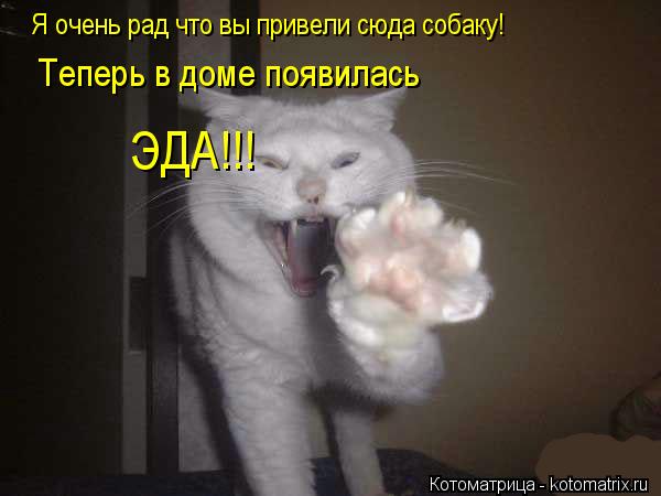 Я очень рад что вы привели сюда собаку! Теперь в доме появилась ЭДА!!!... Котоматрица: Я очень рад что вы привели сюда собаку! Теперь в доме появилась ЭДА!!!