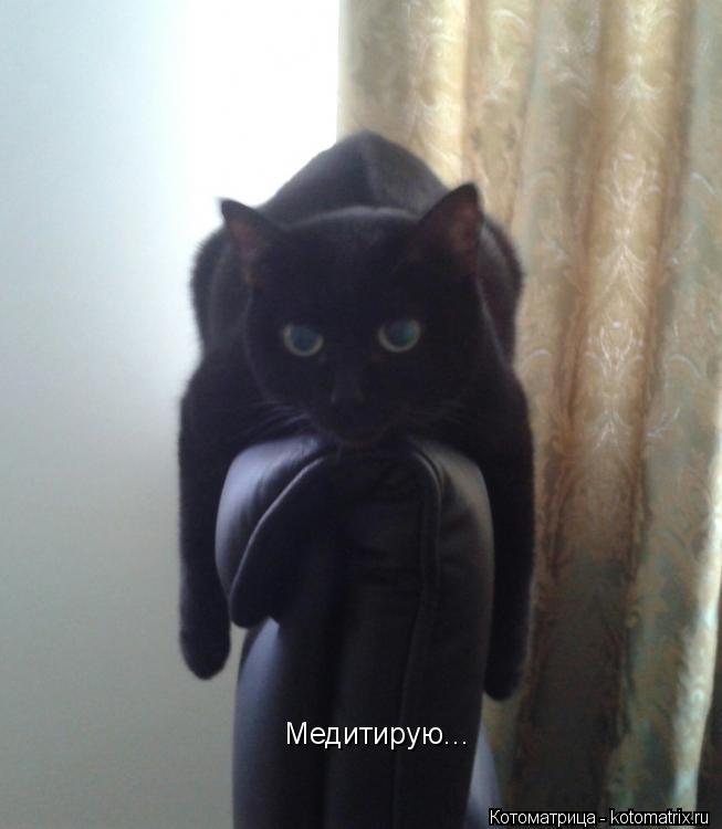 Медитирую...... Котоматрица: Медитирую...
