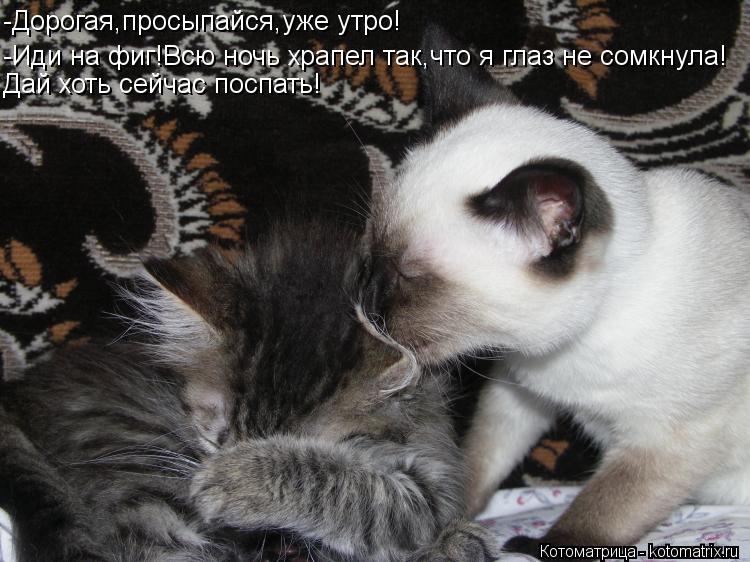 Котоматрица: -Дорогая,просыпайся,уже утро! -Иди на фиг!Всю ночь храпел так,что я глаз не сомкнула! Дай хоть сейчас поспать!
