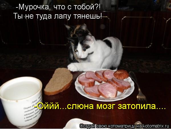 -Мурочка, что с тобой?! Ты не туда лапу тянешь! -Оййй...слюна мозг затопила....... Котоматрица: -Мурочка, что с тобой?! Ты не туда лапу тянешь! -Оййй...слюна мозг затопила....