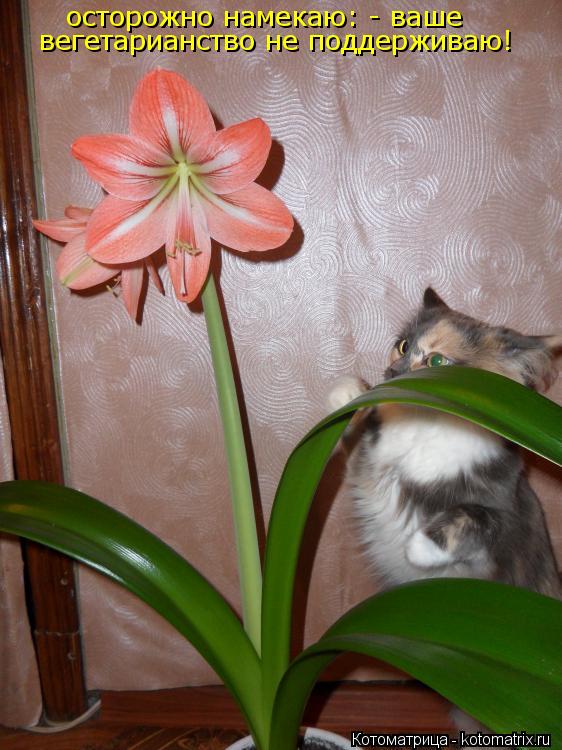 Котоматрица: осторожно намекаю: - ваше  вегетарианство не поддерживаю!