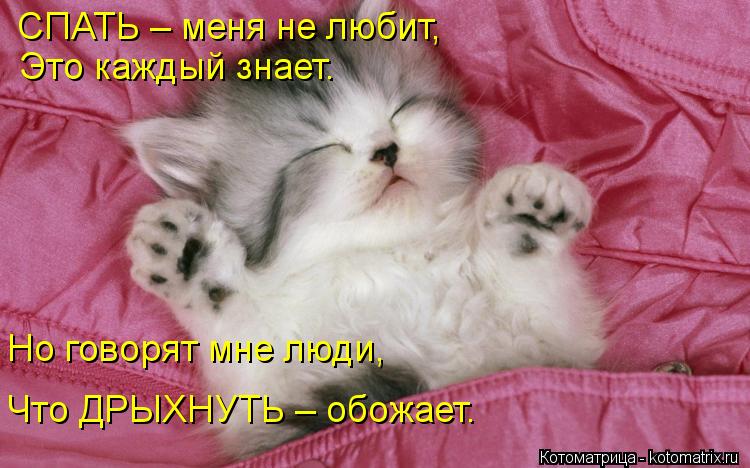 СПАТЬ – меня не любит, Это каждый знает. Но говорят мне люди, Что ДРЫХНУТЬ – обожает.... Котоматрица: СПАТЬ – меня не любит, Это каждый знает. Но говорят мне люди, Что ДРЫХНУТЬ – обожает.