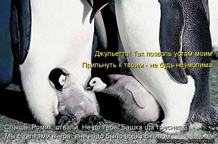 Джульетта! Так позволь устам моим Прильнуть к твоим - не будь неумолима. Слышь, Ромик, отвали. Не до ... Котоматрица: Джульетта! Так позволь устам моим Прильнуть к твоим - не будь неумолима. Слышь, Ромик, отвали. Не до тебя. Башка ща треснет. Мы с телками вчера.