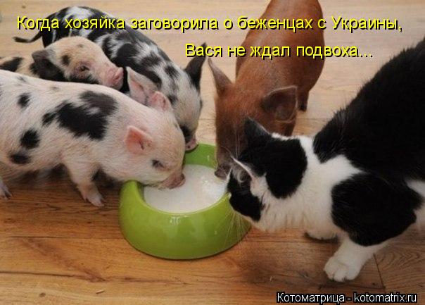 Котоматрица: Когда хозяйка заговорила о беженцах с Украины, Вася не ждал подвоха...