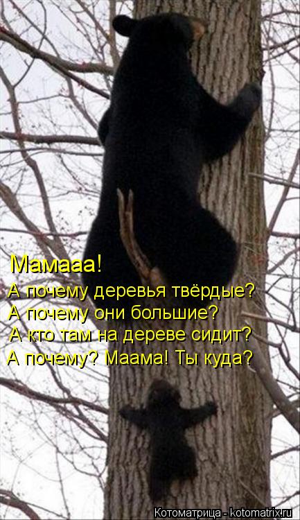 Мамааа! А почему деревья твёрдые? А почему они большие? А кто там на дереве сидит? А почему? Маама! ... Котоматрица: Мамааа! А почему деревья твёрдые? А почему они большие? А кто там на дереве сидит? А почему? Маама! Ты куда?
