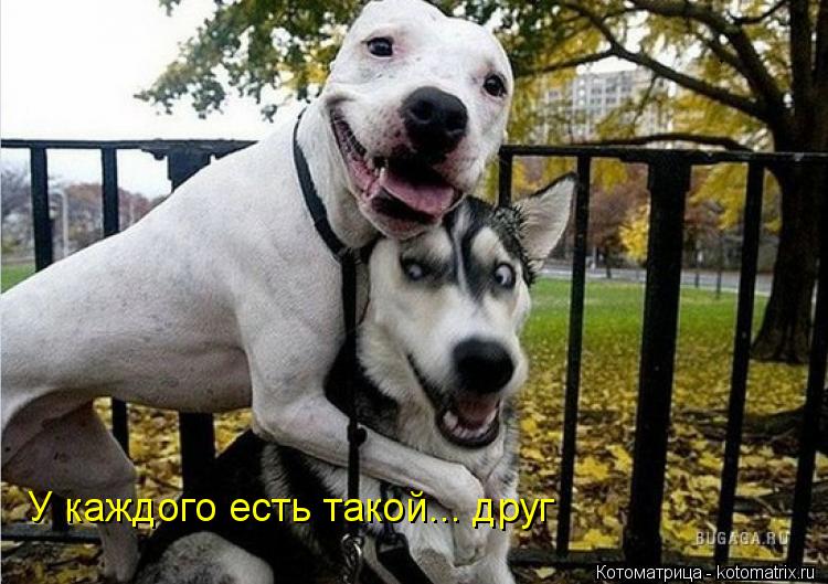 Котоматрица: У каждого есть такой... друг